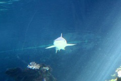 Killikus&reg; Fotographie